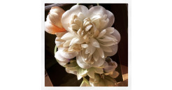 和風雑貨スタイル　はるひ